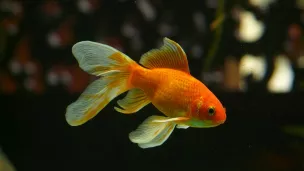 Contrairement aux idées reçues, le poisson rouge est loin d’avoir une mémoire de trois secondes.