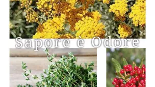 SAPORE E ODORE