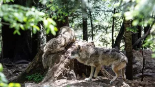 Loups, photo d'illustration / Photographie de Jose Nicolas / Hans Lucas