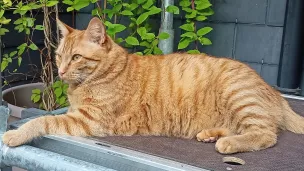 Rocky a été embauché pour donner de la voix en fin de reportage.