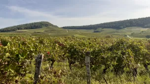©RCF Jura - Les vignes vendangées du Vernois dans le Jura