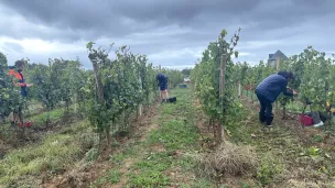 Au cœur du vignoble de Rhuys-Dantelezh, à Sarzeau. ©Sabine Denis