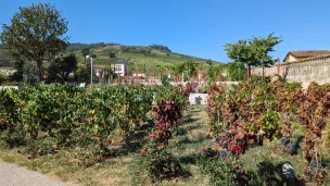 Les vignes du Clos Vitis de Saint-Lager - © 2023 RCF Lyon - Didier Rodriguez