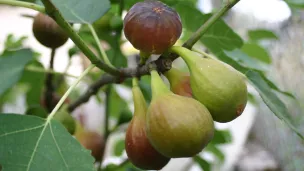 Grappe de figues