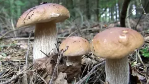 Les bonnes pratiques pour la cueillette des champignons en forêt