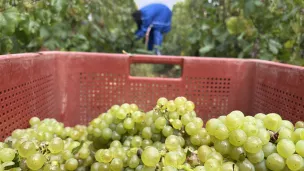 Vendanges 2023 à Saudoy - @ Christopher Fausten