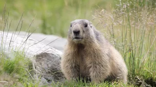 Unsplash - En 2022, 1 000 marmottes ont été tuées en France.