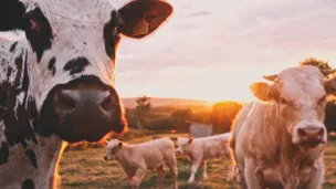 La Ferme des Bertrand, une exploitation qui évolue sous l'oeil des caméras depuis 50 ans - Unsplash