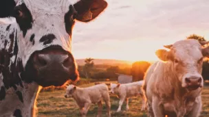 La Ferme des Bertrand, une exploitation qui évolue sous l'oeil des caméras depuis 50 ans - Unsplash