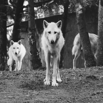 Tom Pottiger / Unsplash - Il ne suffit pas d'avoir chez soi un animal sauvage pour le domestiquer, tout au plus pourra-t-on l'apprivoiser