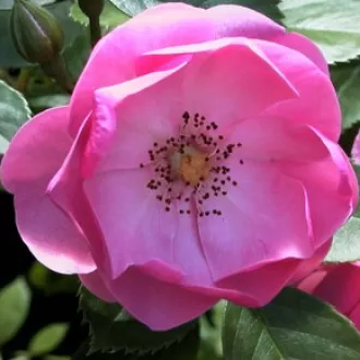 Fleur