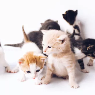 The Lucky Neko / Unsplash