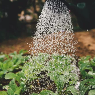 Arrosage de plantes ©Photo by Markus Spiske on Unsplash