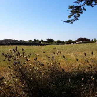 Site mégalithique de Locmariaquer ©RCF Sud Bretagne 2020