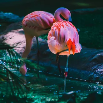 Flamand Rose ©Pixabay