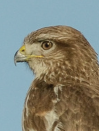 Buse posée