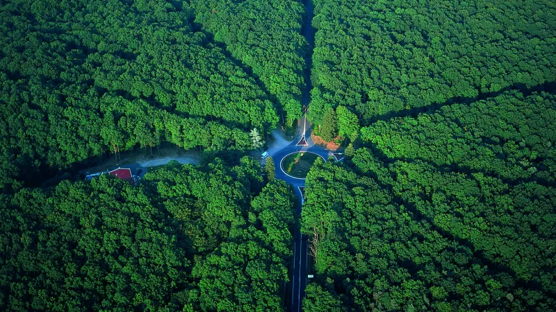 Vue aérienne de la forêt de Tronçais ©F.Lechenet