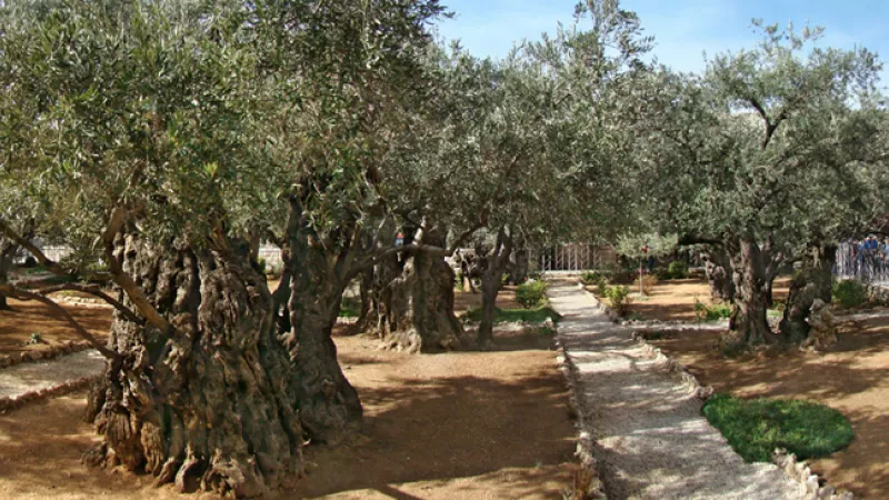 Wikimédia Commons / Le jardin de Gethsémani à Jérusalem