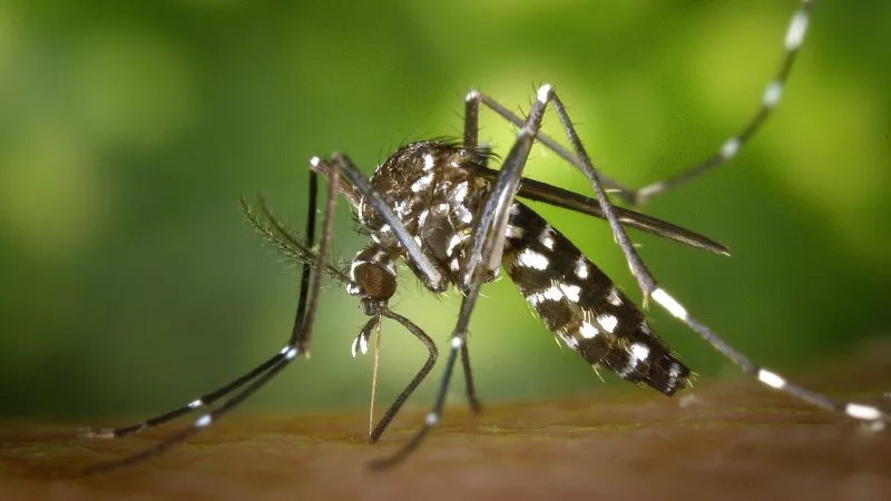 Cette maladie se transmet par une piqûre de moustique