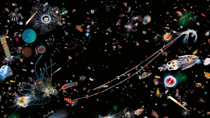 Affiche de l'exposition "Océans, une plongée insolite" 