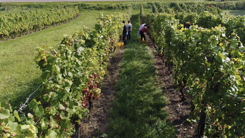La vigne est devenue un outil d'attractivité locale pour le département de la Moselle - Image MoselleTV