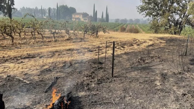 Des hectares de vignes brulées par l'incendie de la Plaine des Maures ©Terre de Vins