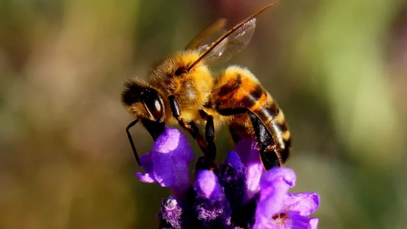 Les abeilles sont extrêmement sensibles aux changements climatiques