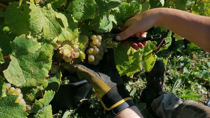 La récolte s'annonce décevante sur les vignobles de Saint-Pourçain