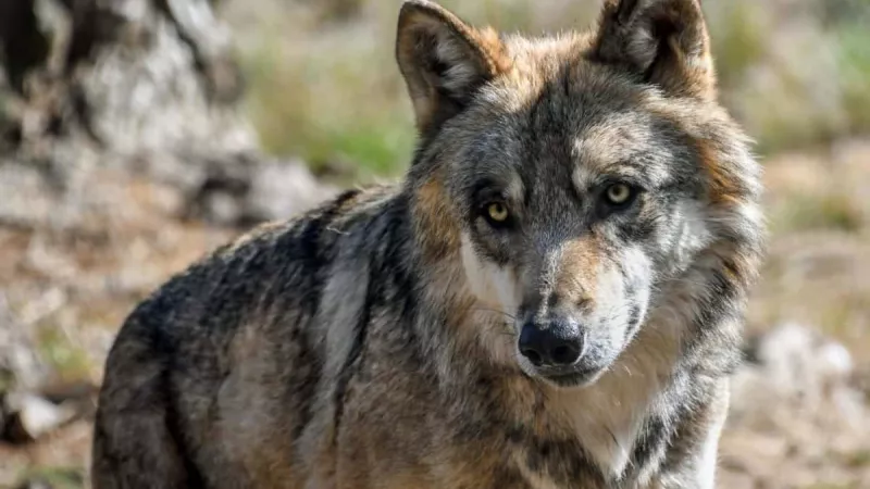 Une quarantaine de loups sont comptabilisés par l'OFB en Haute-Savoie, contre une soixantaine selon les éleveurs