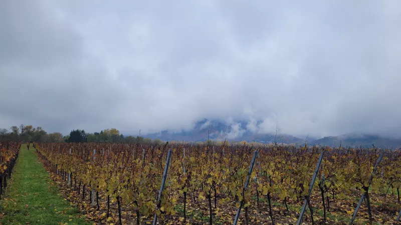 Vignobles à Ottrott - © Géraud Bouvrot - RCF Alsace
