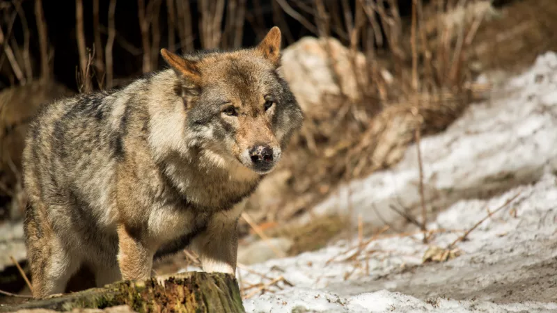 Un loup a été vu en Indre-et-Loire fin novembre. Crédits : Jérémy Petit