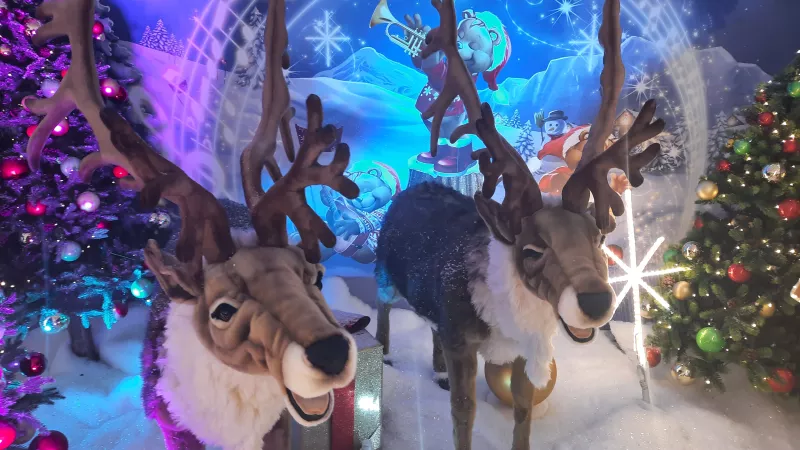 Les rennes chantent les fêtes de fin d'année - RCF 