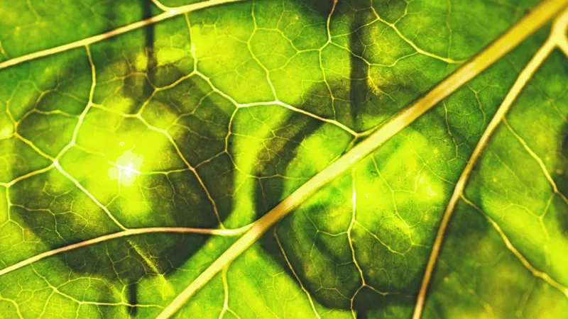 chlorophylle © pixabay