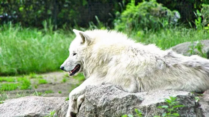 À la rencontre du loup blanc © Domaine de Pescheray