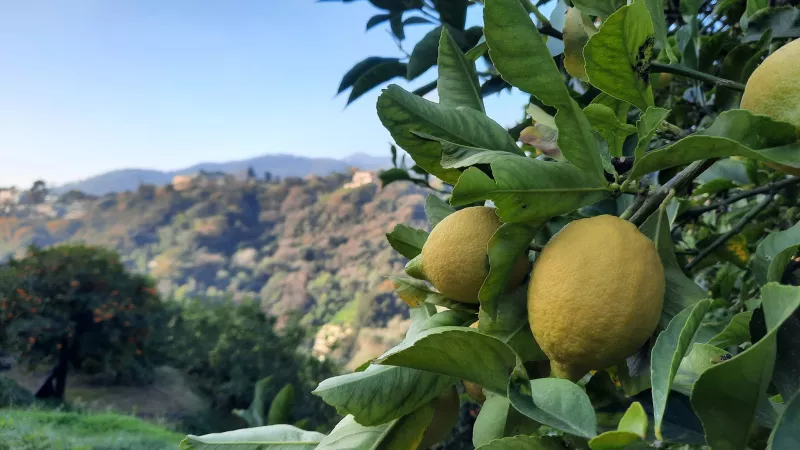 La récolte du citron démarre sur les collines en terrasses de Menton - Photo RCF