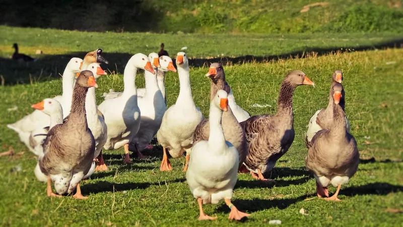 En Maine-et-Loire, 43 000 canards ont dû être abattus en dix jours à cause de cas d'influenza aviaire dans leur élevage. ©Pixabay