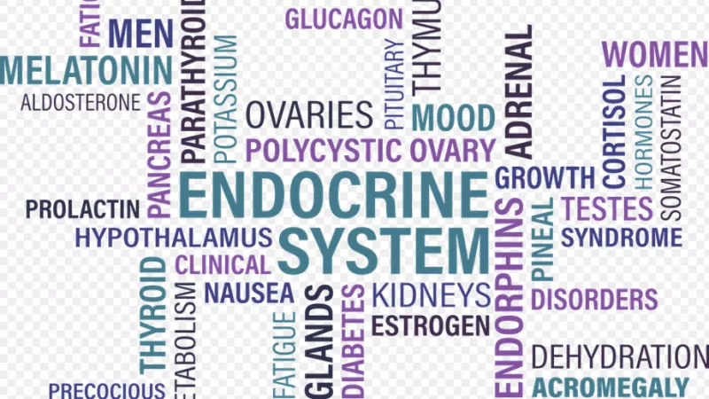 Le système endocrinien © Pixabay