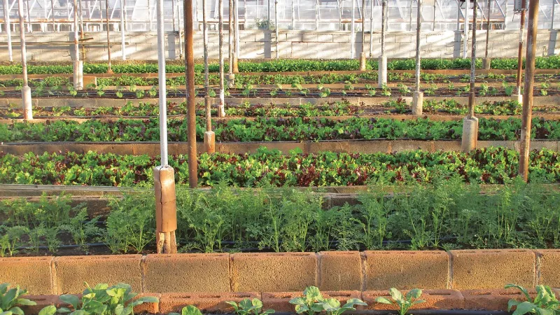 L'agriculture urbaine : une solution pour renforcer la résilience alimentaire des villes ? 