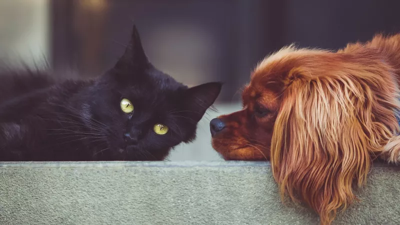 Chat et chien