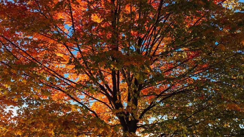 arbre - © Aaron Burden via Unsplash