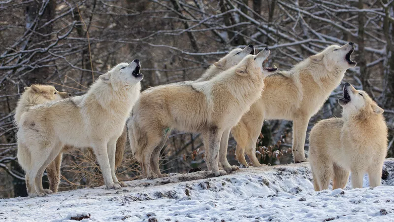 Parc Animalier de Sainte-Croix : 8 nouveaux loups blancs et des animations pour Noël