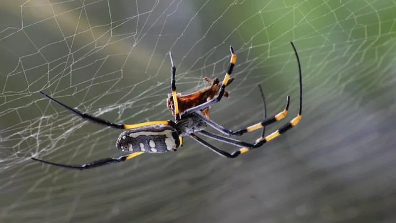Araignée arachnide - Pixabay
