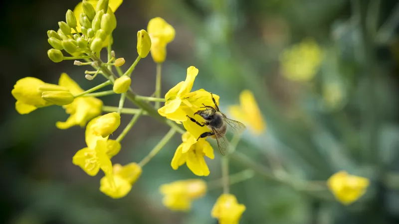Une abeille sur des fleurs de colza pour illustrer la pollinisation ou les problématiques de mortalité des ruchers dus aux néonicotinoïdes © Jérôme CHABANNE / Hans Lucas