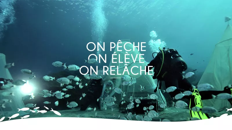 Ecocéan oeuvre depuis 20 ans pour repeupler les océans ©Ecocean