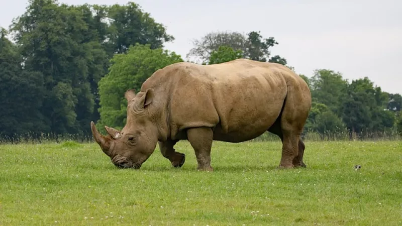 Rhinocéros - Pixabay