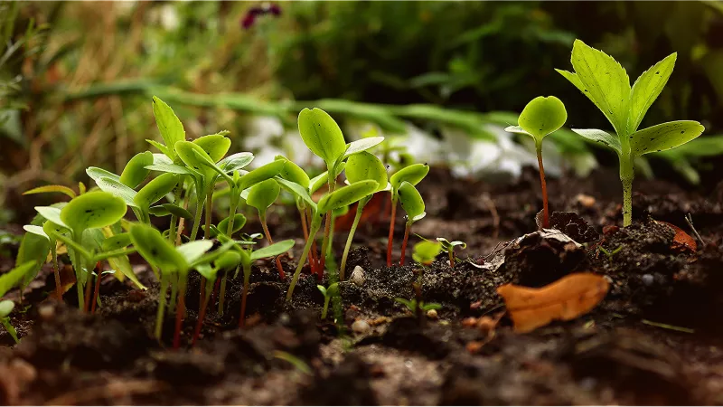 La permaculture : une inspiration pour nos systèmes économiques ? 