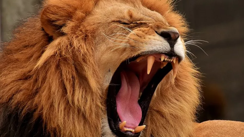 Le lion photo Pixabay