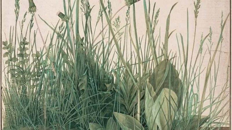 Grande touffe d'herbes
