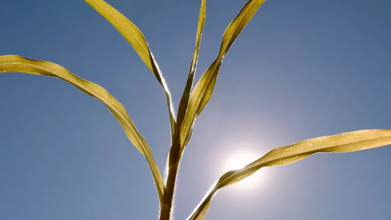 Certaines plantes résistent plus à la sécheresse que d'autres © Jens de Pixabay