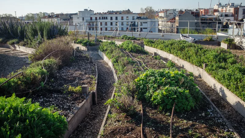 À la recherche d'espaces libres, l'agriculture urbaine n'hésite pas à se hisser sur les toits de Paris © Hervé Chatel / Hans Lucas